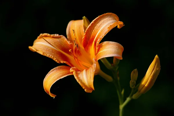 Detailní Pohled Krásné Lilie Květiny — Stock fotografie