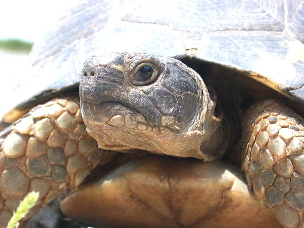 Dierenwelzijn Dierentuin — Stockfoto