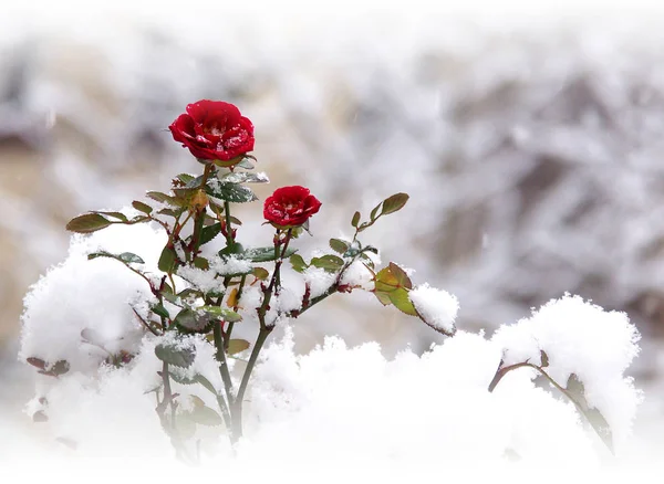 Oui Encore Neige — Photo