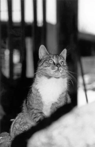 Retrato Gato Bonito — Fotografia de Stock