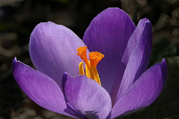 Flores Cocodrilo Primavera Flora Púrpura —  Fotos de Stock