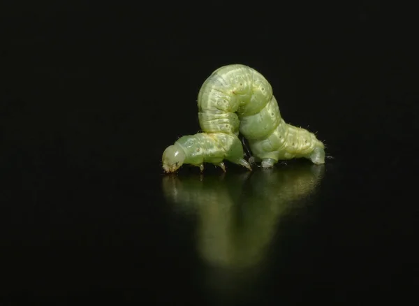 Гусениця Комаха Маленький Черв — стокове фото