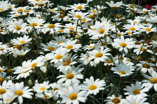 Margherite Fiori Prato Camomilla — Foto Stock