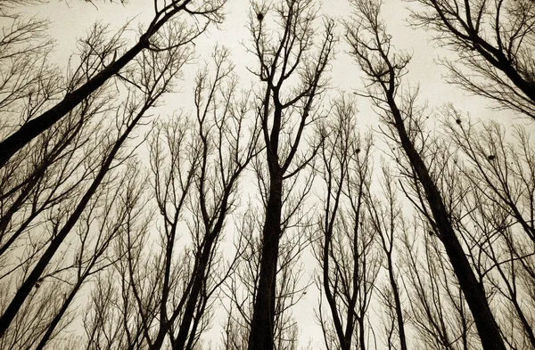 Passeggiata Invernale Nel Bosco — Foto Stock