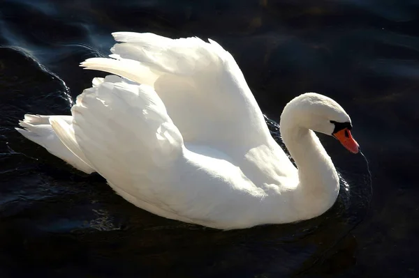 Vista Panorâmica Cisne Majestoso Natureza — Fotografia de Stock