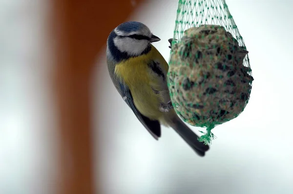 Malerische Ansicht Der Schönen Meise Vogel — Stockfoto