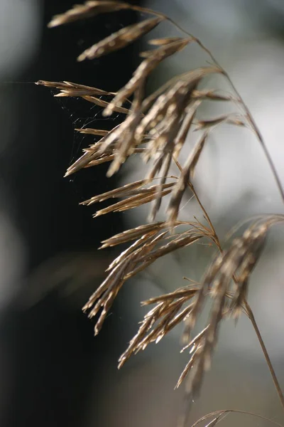 Flora Trawiasta Roślina Przyrodzie — Zdjęcie stockowe