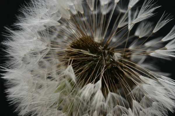 Closeup View Natural Dandelion Flower — Stock Photo, Image