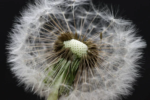 Widok Bliska Naturalny Kwiat Mniszka Lekarskiego — Zdjęcie stockowe