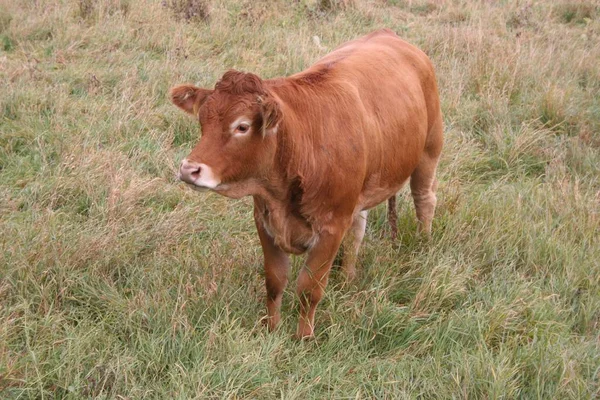 Domestic Cattle Pasture — Stock Photo, Image