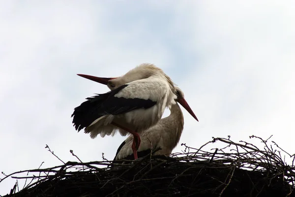 Storks Long Legged Long Necked Wading Bird — Stock Photo, Image