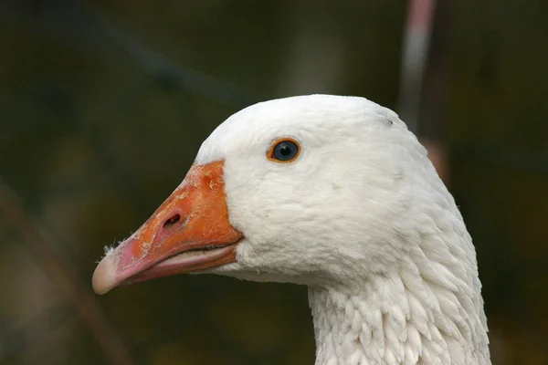 Waterfowl Genus Anser Spain — Stock Photo, Image