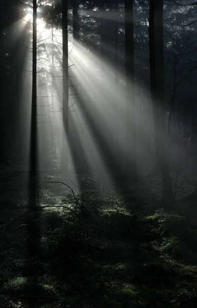 森の霧03 — ストック写真