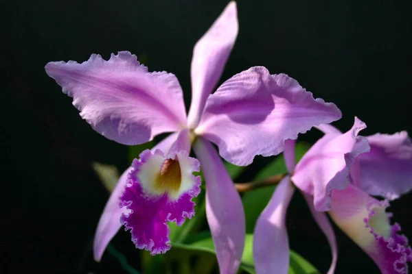 Bellissimi Fiori Fiore Sfondo Della Natura — Foto Stock