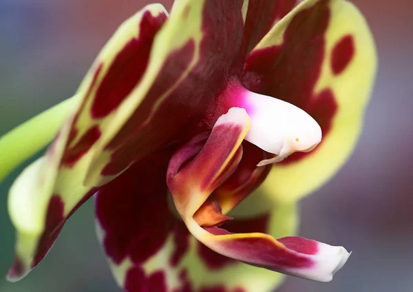 Orchideenblüte Blütenblätter — Stockfoto