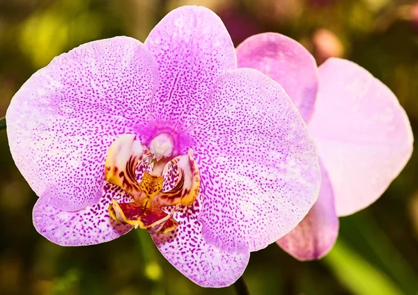 Orchidea Virágszirmok — Stock Fotó