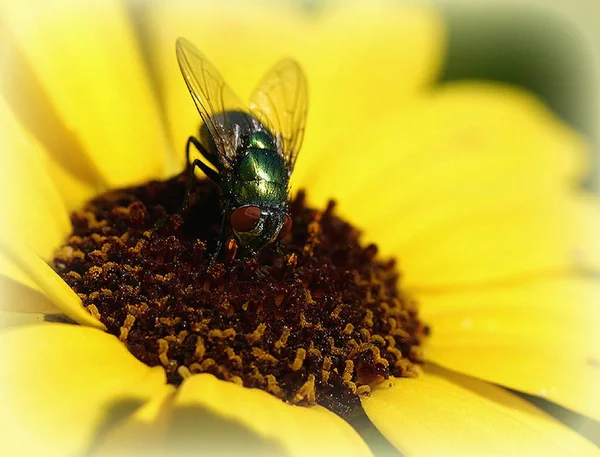 Nahaufnahme Von Insekten Der Natur — Stockfoto