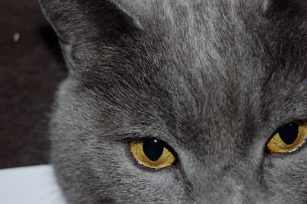 Portrait Cute Cat — Stock Photo, Image