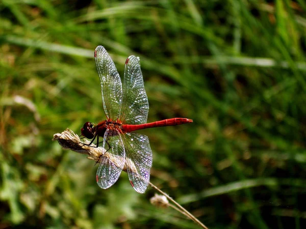 Tout Rouge Avec Quelques Ailes Sur Lui — Photo