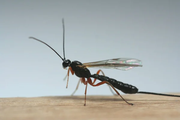 Smyčkové Vosy Kladou Svá Vejce Jiného Hmyzu Během Jejich Vývoje — Stock fotografie
