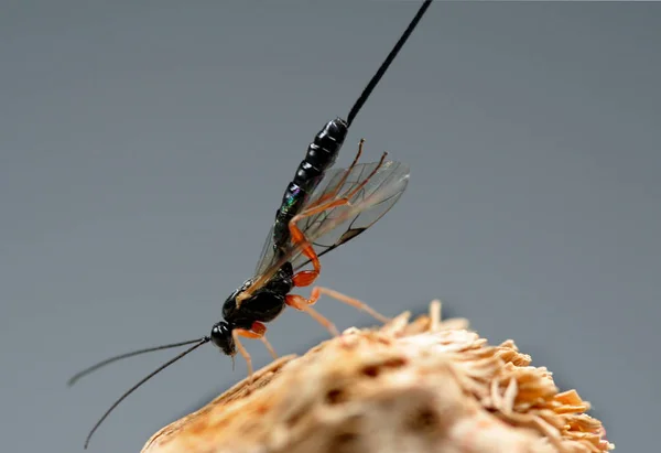 Primer Plano Error Naturaleza Salvaje — Foto de Stock