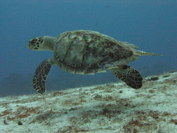 Tartaruga Tropicale Animale Rettile — Foto Stock