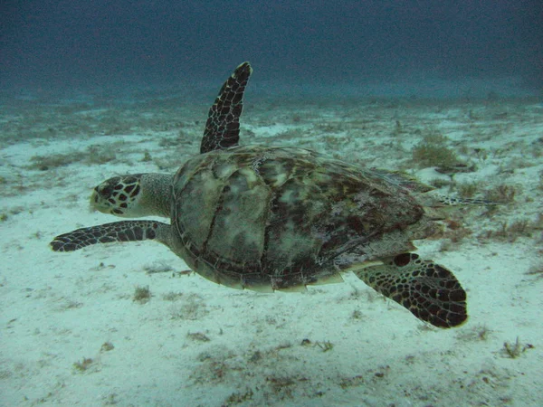 Tropical Turtle Animal Reptile — Stock Photo, Image