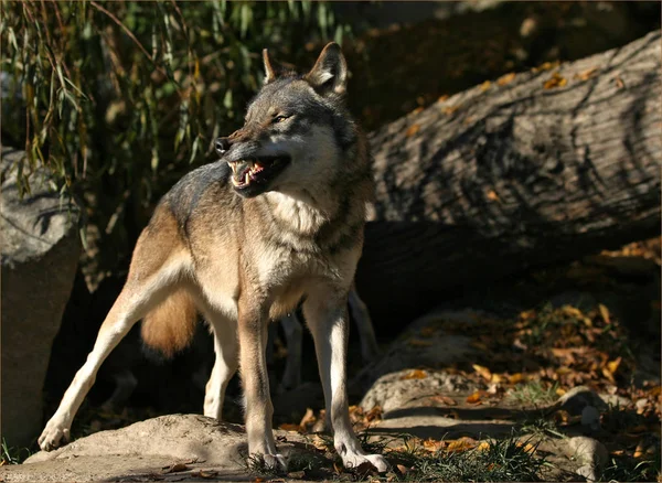 Animal Lobo Por Naturaleza Depredador — Foto de Stock