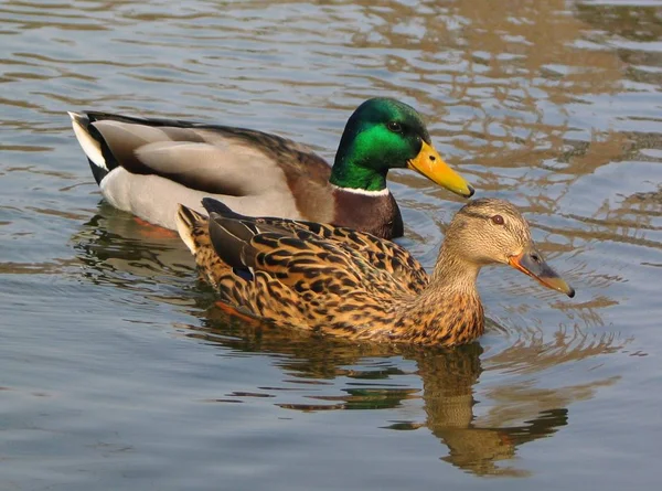 Schat Het Zou Niet Het Moment Zijn Het Bevruchten — Stockfoto