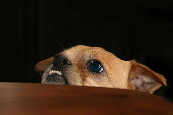 Retrato Cão Bonito — Fotografia de Stock