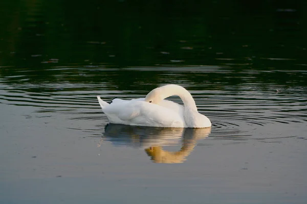 Scenic View Majestic Swan Nature — Stock Photo, Image