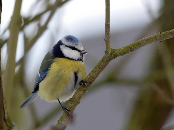 Malowniczy Widok Piękny Ptak Przyrodzie — Zdjęcie stockowe