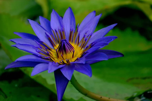 Lilia Wodna Kwiaty Stawu Flora Przyrodzie — Zdjęcie stockowe