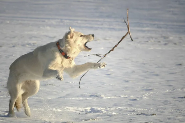 Hund Läuft Schnee — Stockfoto