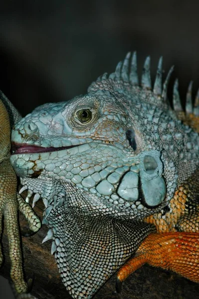 Wildlife Animal Lizard Animal Iguana Reptile — Stock Photo, Image