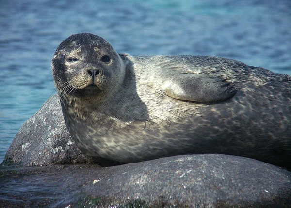 Animali Giovani Attenzione Selettiva — Foto Stock