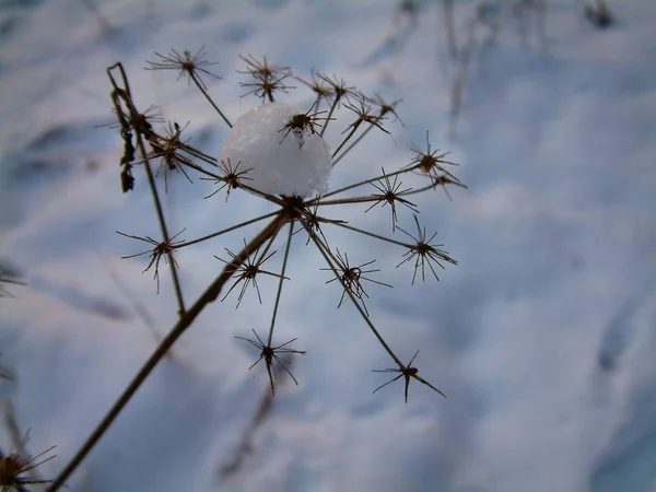 Desejo Todos Vocês Ano Novo Feliz Saúde Tudo Melhor Para — Fotografia de Stock