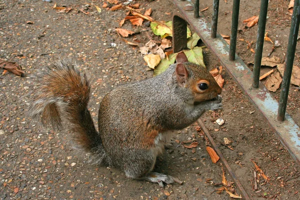 Niedliches Eichhörnchen Lustiges Nagetier — Stockfoto