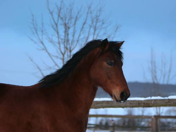 Koń Przyrodzie Fauna — Zdjęcie stockowe