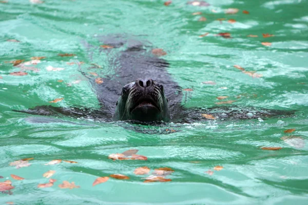 Тюлень Морское Животное Морской — стоковое фото