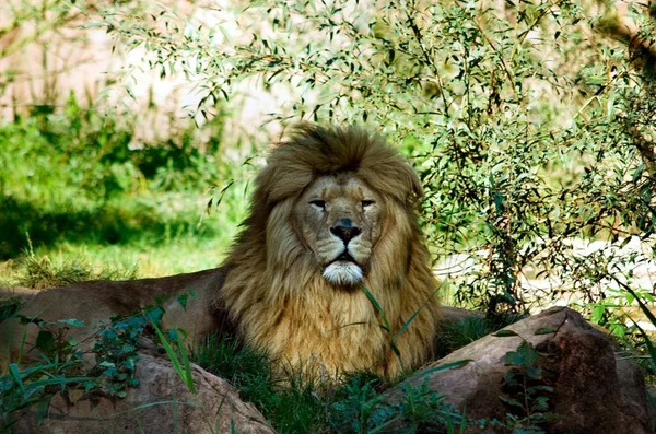 Closeup Animal Zoo — Stock Photo, Image