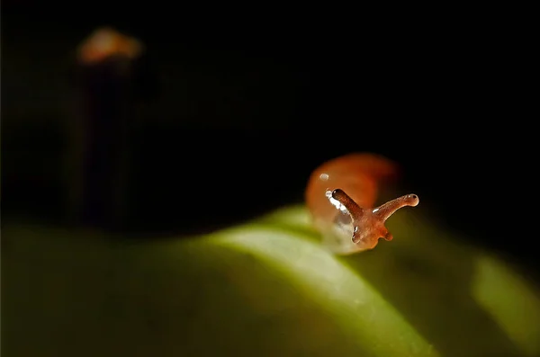 Escargot Créature Hélice Mollusque — Photo