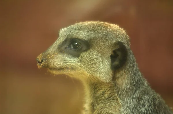 Aranyos Szurikáta Suricate Suricatta — Stock Fotó