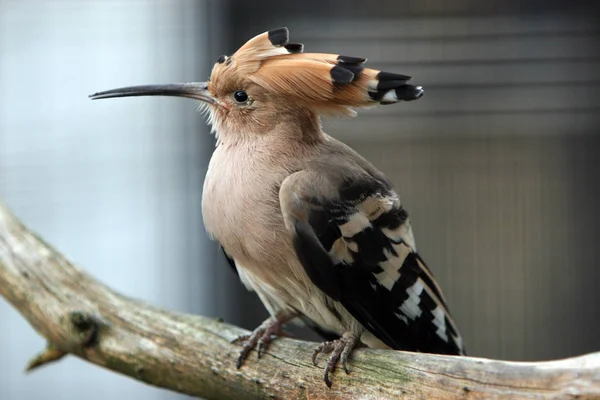 Yazık Kuş Nesli Tükenmekte Olan Türlerden Biri Yine Böcek Ilacı — Stok fotoğraf