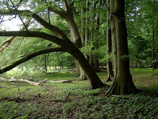 Gyönyörű Táj Erdőben — Stock Fotó