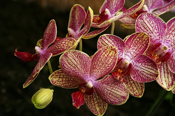 Orchidea Virágszirmok — Stock Fotó