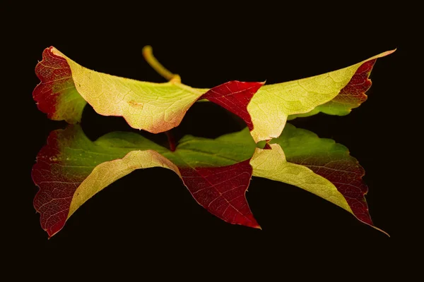 Herbstblatt Spiegel — Stockfoto