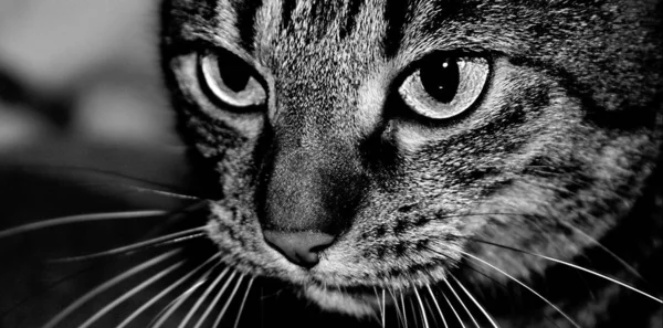 Gatto Giocoso Divertente Animale Animale Domestico Concetto — Foto Stock