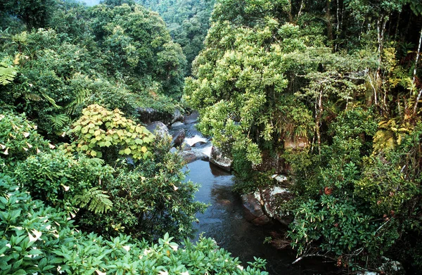 Bach Национальном Парке Ranomafana Madagascar — стоковое фото