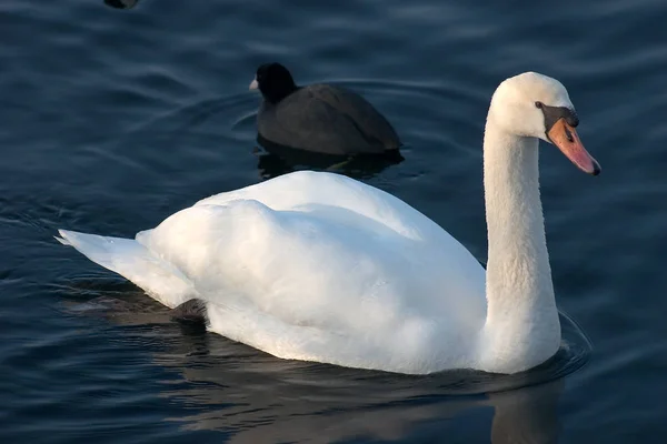 Vista Panorâmica Cisne Majestoso Natureza — Fotografia de Stock